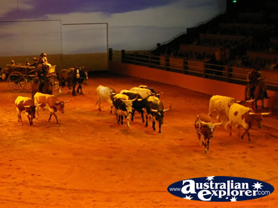 Australian Outback Spectacular Cattle . . . VIEW ALL AUSTRALIAN OUTBACK SPECTACULAR PHOTOGRAPHS