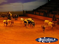 Australian Outback Spectacular Cattle . . . CLICK TO ENLARGE