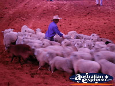 Australian Outback Spectacular Sheep . . . VIEW ALL AUSTRALIAN OUTBACK SPECTACULAR PHOTOGRAPHS