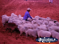 Australian Outback Spectacular Sheep . . . CLICK TO ENLARGE
