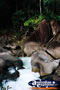 Babinda Boulders . . . CLICK TO ENLARGE