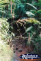 Babinda Boulders Rainforest Walk . . . CLICK TO ENLARGE