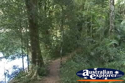 Forestry on Babinda Boulders Walking Trail . . . CLICK TO VIEW ALL BABINDA BOULDERS POSTCARDS