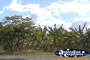 Banana Plantation Trees . . . CLICK TO ENLARGE