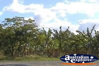 Banana Plantation Trees . . . CLICK TO ENLARGE