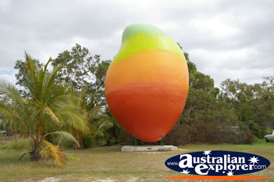 Bowen's Big Colourful Mango . . . CLICK TO VIEW ALL BOWEN POSTCARDS