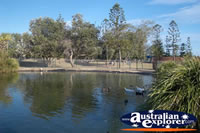 Duckpond in the Broadbeach Parkland . . . CLICK TO ENLARGE