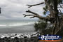 Burleigh Heads Surf