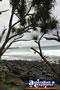 Trees at Burleigh