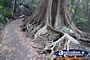 Tree in Burleigh Heads National Park . . . CLICK TO ENLARGE