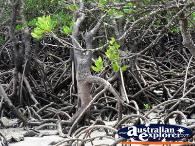 Mangroves in Cape Tribulation . . . CLICK TO VIEW ALL CAPE TRIBULATION POSTCARDS