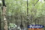 Cape Tribulation Magrove System . . . CLICK TO ENLARGE