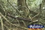 Trees within the Cape Tribulation Rainforest . . . CLICK TO ENLARGE