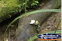 Cape Tribulation Rainforest Log . . . CLICK TO ENLARGE