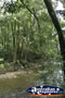 Cape Tribulation Rainforest Waterway . . . CLICK TO ENLARGE