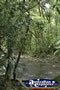Cape Tribulation Rainforest Creek . . . CLICK TO ENLARGE