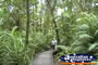 Cape Tribulation Boardwalk In Rainforest . . . CLICK TO ENLARGE