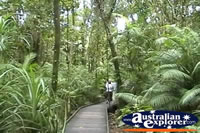 Cape Tribulation Boardwalk In Rainforest . . . CLICK TO ENLARGE