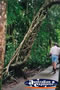 Cape Tribulation Rainforest Boardwalk . . . CLICK TO ENLARGE
