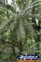 Cape Tribulation Rainforest Tree . . . CLICK TO ENLARGE