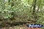 Cape Tribulation Rainforest . . . CLICK TO ENLARGE