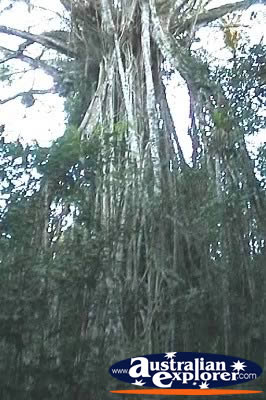 Bottom Of Cathedral Fig Tree . . . CLICK TO VIEW ALL CURTAIN FIG TREE POSTCARDS