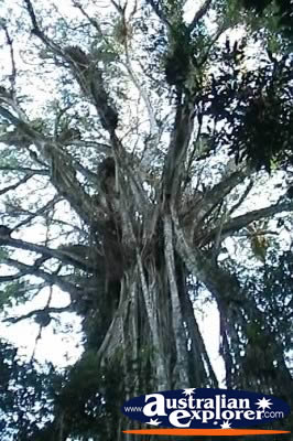 Cathedral Fig Tree Close Up . . . CLICK TO VIEW ALL CURTAIN FIG TREE POSTCARDS