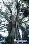 Cathedral Fig Tree Close Up . . . CLICK TO ENLARGE