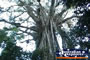 Cathedral Fig Tree . . . CLICK TO ENLARGE
