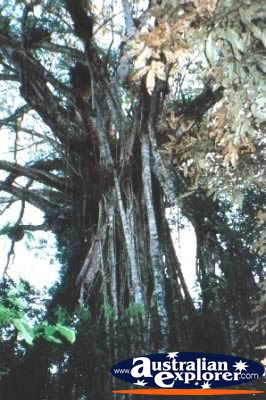 Close Up Of Cathedral Fig Tree . . . VIEW ALL CURTAIN FIG TREE PHOTOGRAPHS