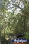 Conway National Park Walking Trail . . . CLICK TO ENLARGE