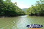 Plantlife alongside Coopers Creek Waterway . . . CLICK TO ENLARGE