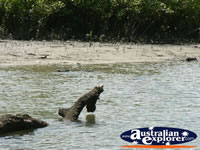 Crocodile underwater at Coopers Creek . . . CLICK TO ENLARGE