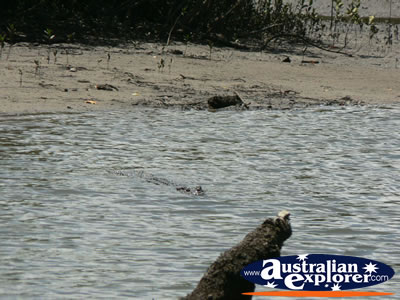 Crocodile swimming underwater at Coopers Creek . . . VIEW ALL COOPERS CREEK PHOTOGRAPHS