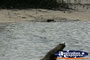 Crocodile swimming underwater at Coopers Creek . . . CLICK TO ENLARGE