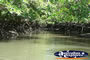 Mangroves on Coopers Creek Waterway . . . CLICK TO ENLARGE