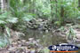 Rainforest at Coopers Creek . . . CLICK TO ENLARGE