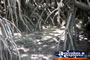 Mangroves at Cooper Creek . . . CLICK TO ENLARGE