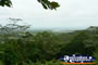 View of Rainforest at Cooper Creek . . . CLICK TO ENLARGE