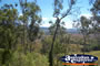 Great shot of trees off the Cunningham Highway . . . CLICK TO ENLARGE