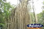 Side of Curtain Fig Tree . . . CLICK TO ENLARGE