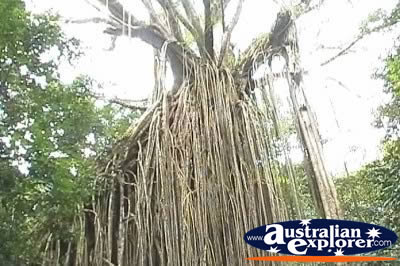 Curtain Fig Tree Branches . . . VIEW ALL CURTAIN FIG TREE PHOTOGRAPHS