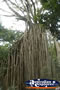 Curtain Fig Tree And Surroundings . . . CLICK TO ENLARGE
