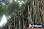 Curtain Fig Tree Close Up . . . CLICK TO ENLARGE