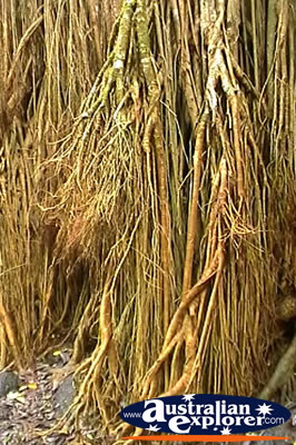 Close Up Curtain Fig Tree . . . CLICK TO VIEW ALL CURTAIN FIG TREE POSTCARDS