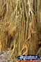 Close Up Curtain Fig Tree . . . CLICK TO ENLARGE