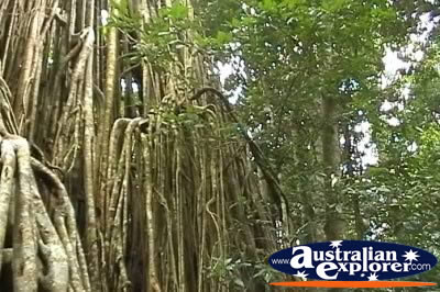 Curtain Fig Tree Side View . . . CLICK TO VIEW ALL CURTAIN FIG TREE POSTCARDS