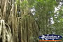 Curtain Fig Tree Side View . . . CLICK TO ENLARGE
