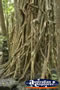 Curtain Fig Tree Roots . . . CLICK TO ENLARGE