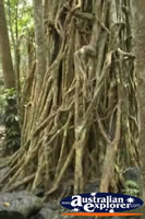Curtain Fig Tree Roots . . . CLICK TO ENLARGE